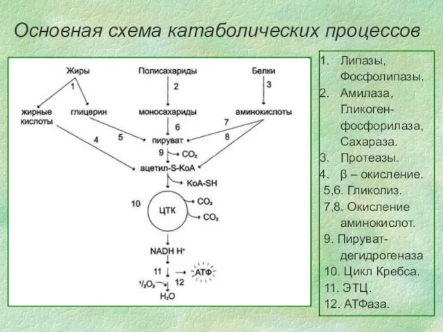 Основная схема катаболических процессов Липазы, Фосфолипазы. Амилаза, Гликоген-фосфорилаза, Сахараза. Протеазы. β –