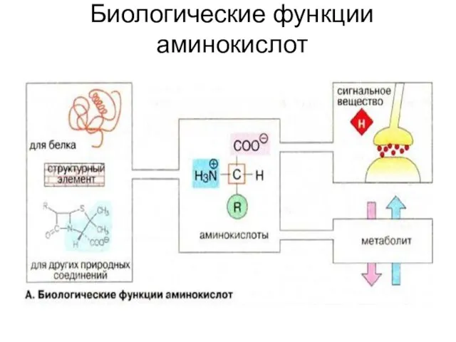 Биологические функции аминокислот