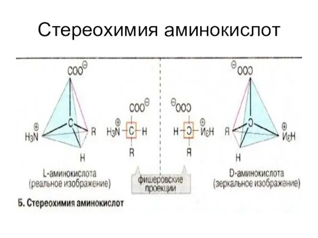 Стереохимия аминокислот