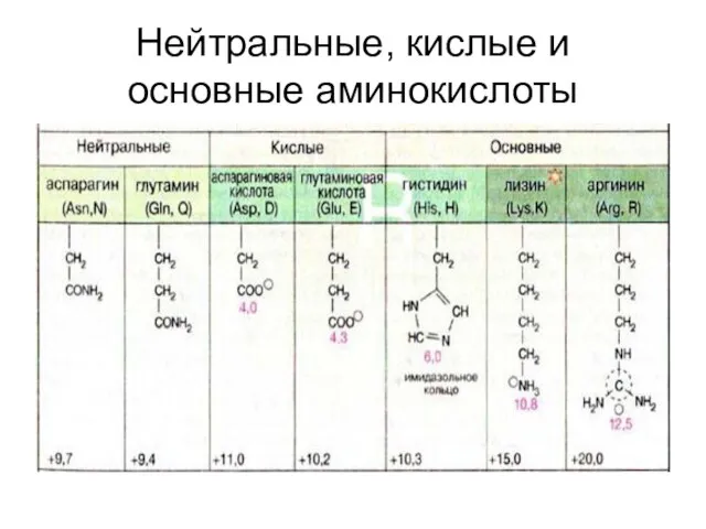 Нейтральные, кислые и основные аминокислоты