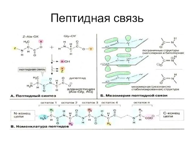 Пептидная связь