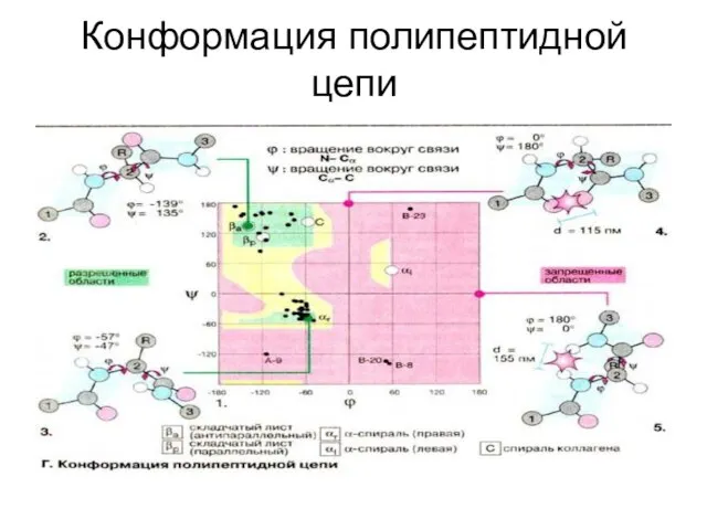 Конформация полипептидной цепи