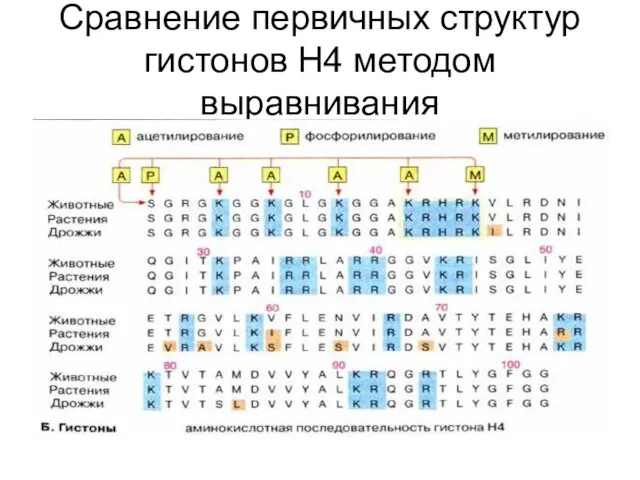 Сравнение первичных структур гистонов Н4 методом выравнивания