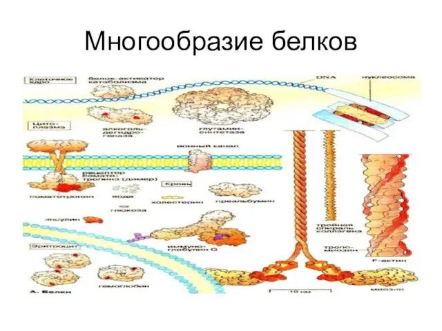 Многообразие белков