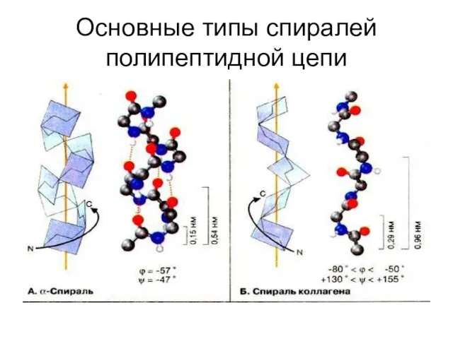 Основные типы спиралей полипептидной цепи