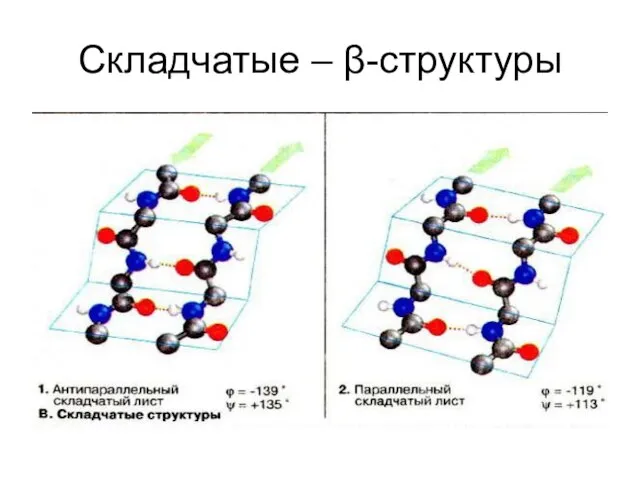 Складчатые – β-структуры