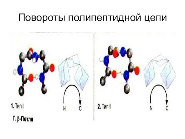 Повороты полипептидной цепи