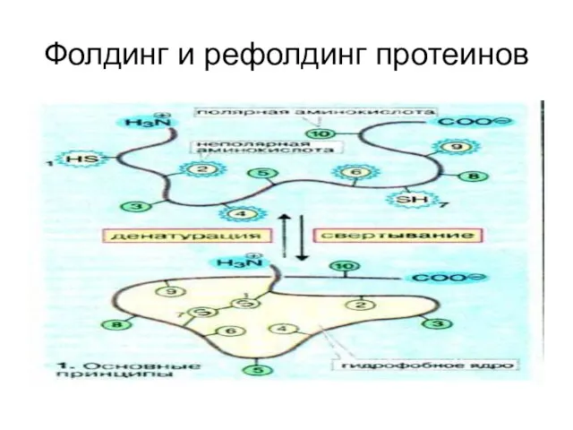 Фолдинг и рефолдинг протеинов