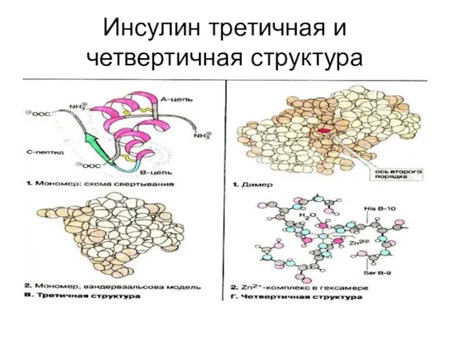 Инсулин третичная и четвертичная структура