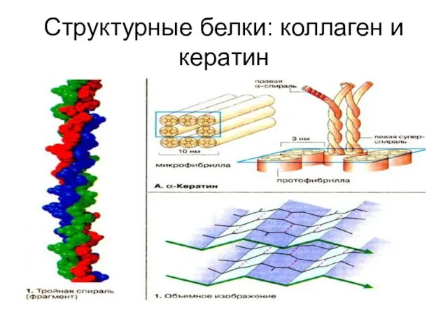 Структурные белки: коллаген и кератин