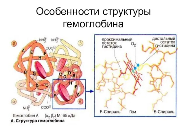 Особенности структуры гемоглобина