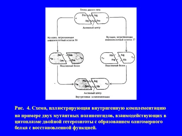 Рис. 4. Схема, иллюстрирующая внутригенную комплементацию на примере двух мутантных полипептидов, взаимодействующих