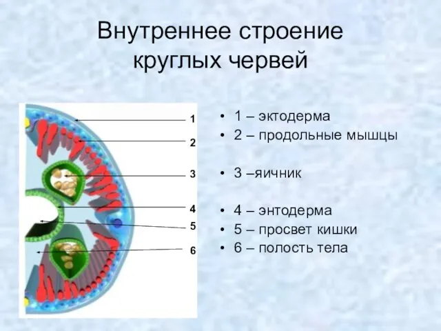 Внутреннее строение круглых червей 1 – эктодерма 2 – продольные мышцы 3