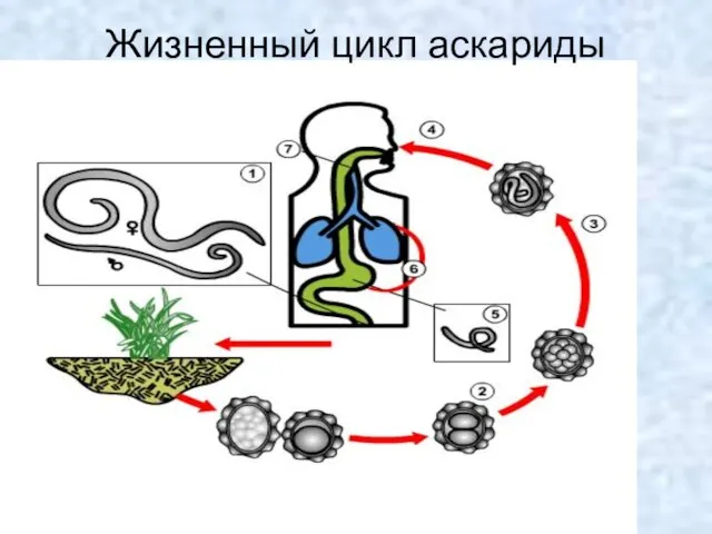 Жизненный цикл аскариды