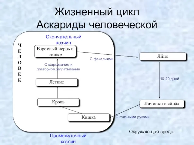 Ч Е Л О В Е К Яйцо Личинки в яйцах Промежуточный