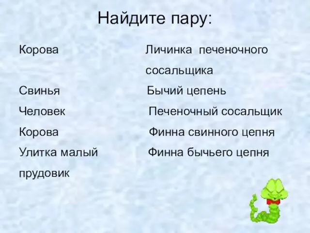 Найдите пару: Корова Личинка печеночного сосальщика Свинья Бычий цепень Человек Печеночный сосальщик