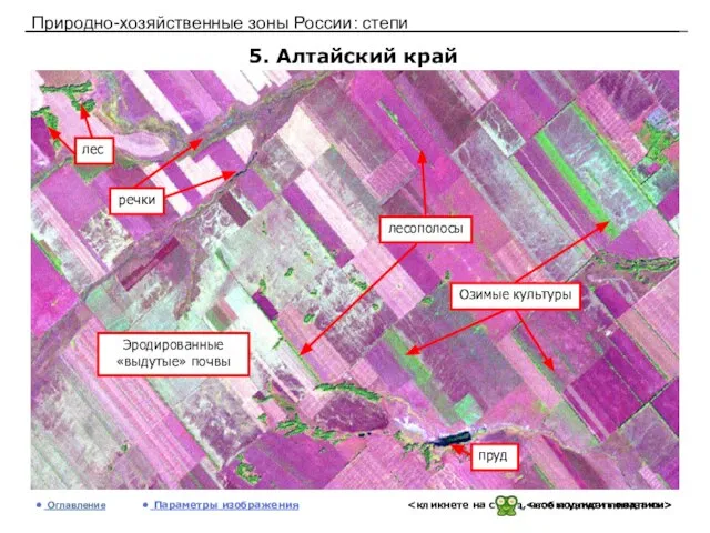 Природно-хозяйственные зоны России: степи 5. Алтайский край Оглавление Параметры изображения Эродированные «выдутые» почвы