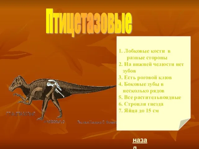 Птицетазовые 1. Лобковые кости в разные стороны 2. На нижней челюсти нет