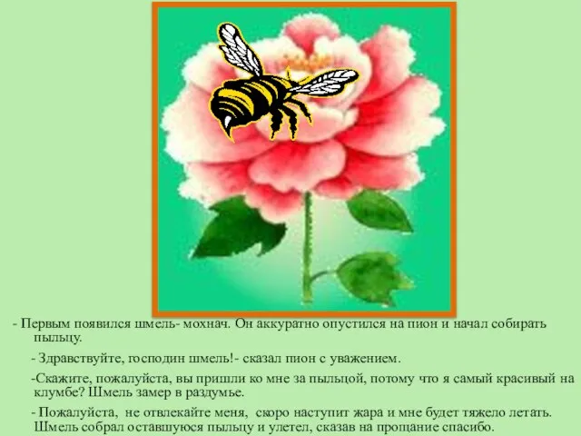 - Первым появился шмель- мохнач. Он аккуратно опустился на пион и начал