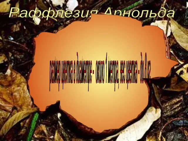 Раффлезия Арнольда