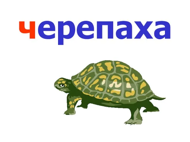 черепаха