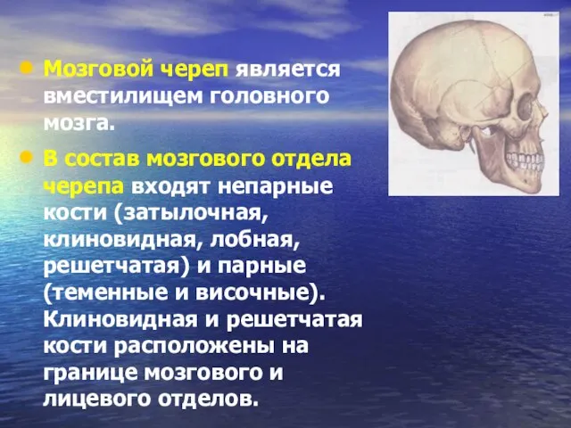 Мозговой череп является вместилищем головного мозга. В состав мозгового отдела черепа входят