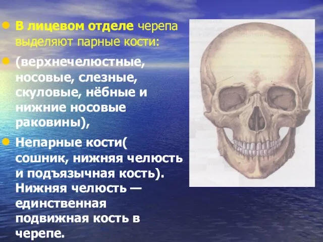 В лицевом отделе черепа выделяют парные кости: (верхнечелюстные, носовые, слезные, скуловые, нёбные