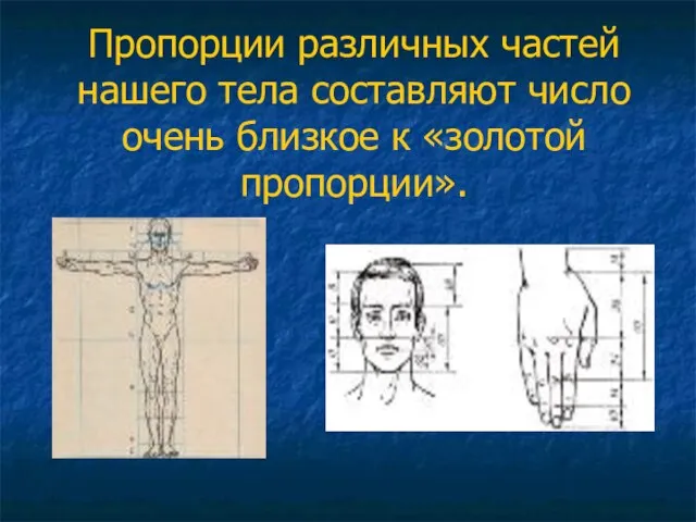 Пропорции различных частей нашего тела составляют число очень близкое к «золотой пропорции».