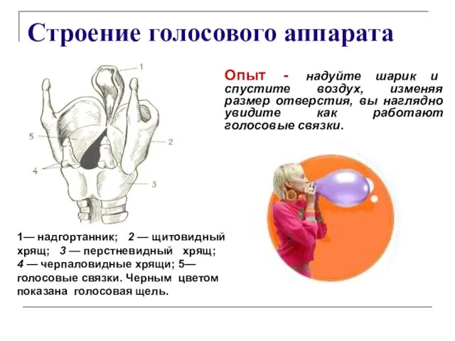 Строение голосового аппарата 1— надгортанник; 2 — щитовидный хрящ; 3 — перстневидный