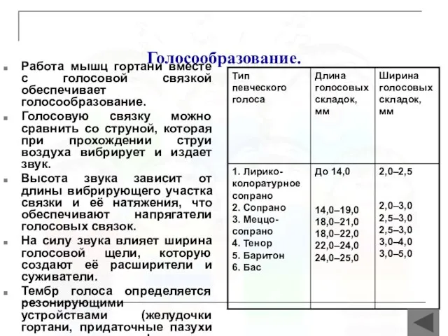 Голосообразование. Работа мышц гортани вместе с голосовой связкой обеспечивает голосообразование. Голосовую связку