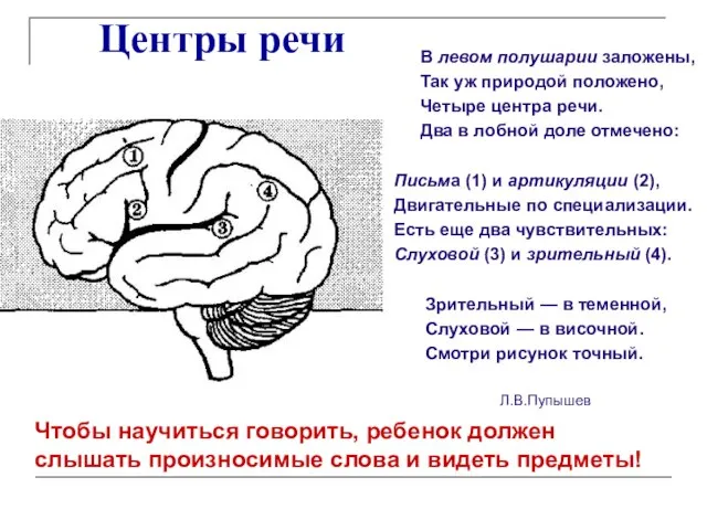 Центры речи В левом полушарии заложены, Так уж природой положено, Четыре центра