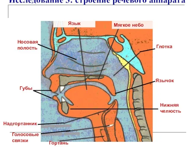 Исследование 3: строение речевого аппарата Глотка Гортань Голосовые связки Надгортанник Язык Мягкое