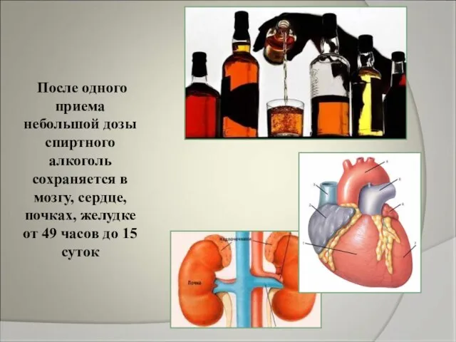 После одного приема небольшой дозы спиртного алкоголь сохраняется в мозгу, сердце, почках,