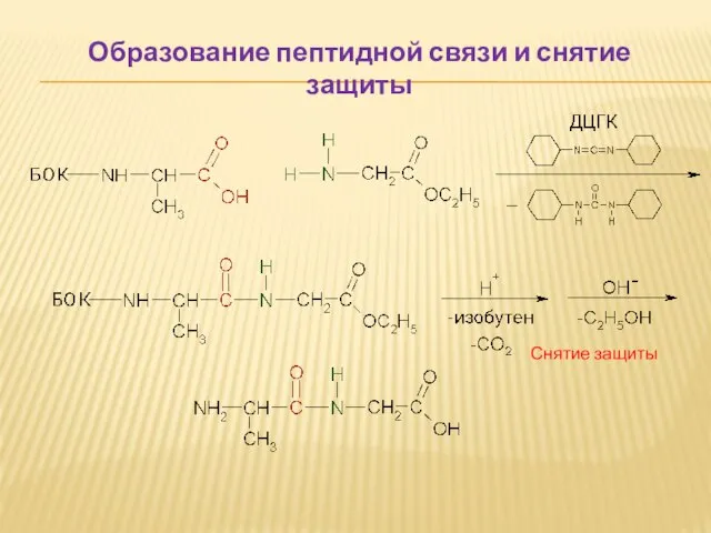 Снятие защиты Образование пептидной связи и снятие защиты