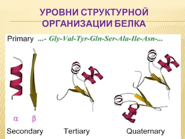 УРОВНИ СТРУКТУРНОЙ ОРГАНИЗАЦИИ БЕЛКА