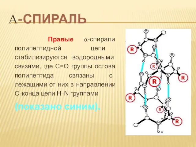 Α-СПИРАЛЬ Правые α-спирали полипептидной цепи стабилизируются водородными связями, где С=О группы остова