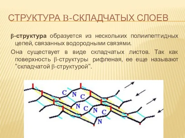 СТРУКТУРА Β-СКЛАДЧАТЫХ СЛОЕВ β-структура образуется из нескольких полиипептидных цепей, связанных водородными связями.