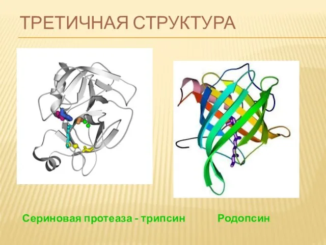 ТРЕТИЧНАЯ СТРУКТУРА Сериновая протеаза - трипсин Родопсин