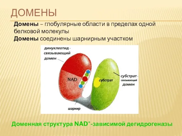 ДОМЕНЫ Домены – глобулярные области в пределах одной белковой молекулы Домены соединены