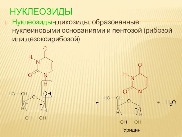 НУКЛЕОЗИДЫ Нуклеозиды-гликозиды, образованные нуклеиновыми основаниями и пентозой (рибозой или дезоксирибозой) Уридин
