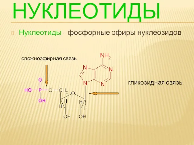 НУКЛЕОТИДЫ Нуклеотиды - фосфорные эфиры нуклеозидов гликозидная связь сложноэфирная связь