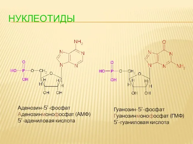 НУКЛЕОТИДЫ Аденозин-5’-фосфат Аденозинмонофосфат (АМФ) 5’-адениловая кислота Гуанозин-5’-фосфат Гуанозинмонофосфат (ГМФ) 5’-гуаниловая кислота