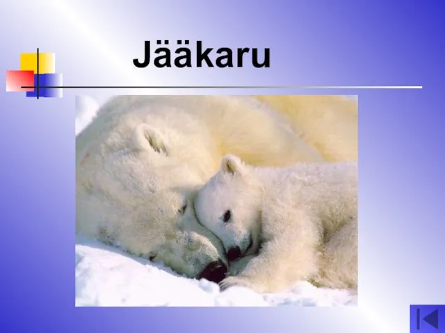 Jääkaru