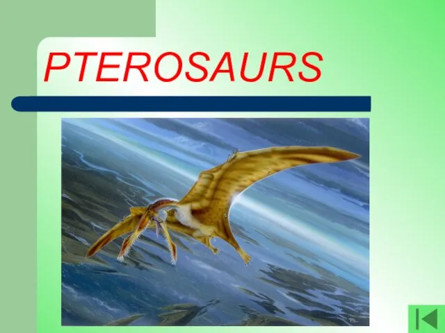 PTEROSAURS