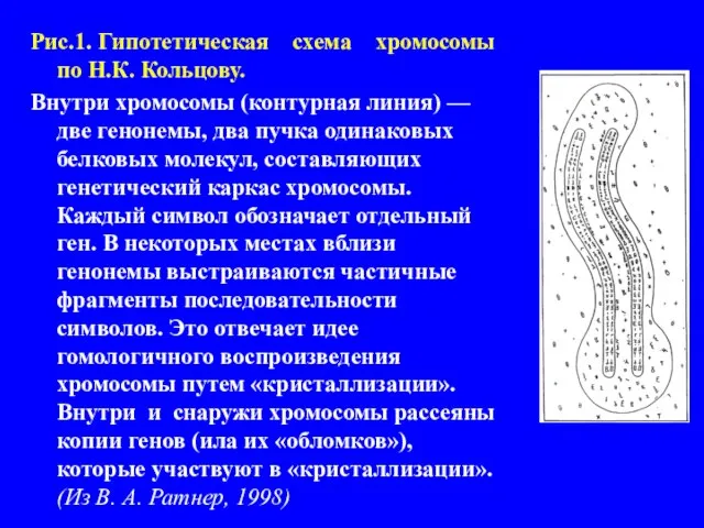 Рис.1. Гипотетическая схема хромосомы по Н.К. Кольцову. Внутри хромосомы (контурная линия) —