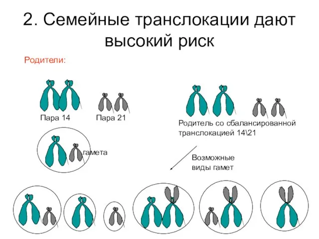 2. Семейные транслокации дают высокий риск Пара 14 Пара 21 Родитель со