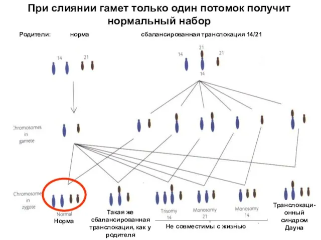 При слиянии гамет только один потомок получит нормальный набор Не совместимы с