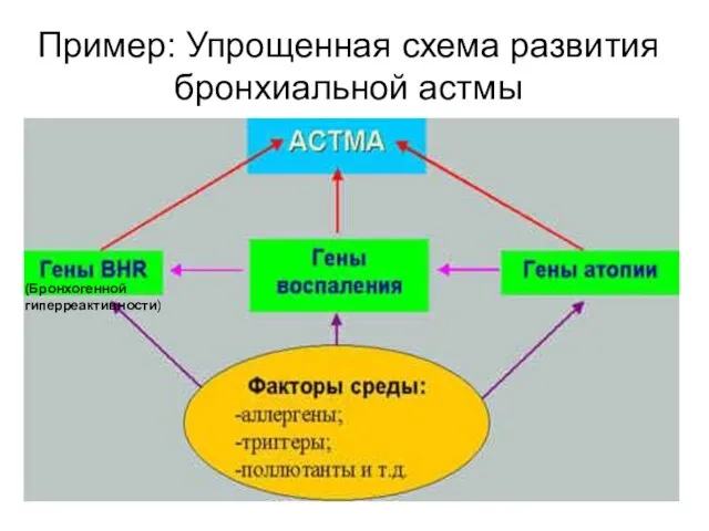 Пример: Упрощенная схема развития бронхиальной астмы (Бронхогенной гиперреактивности)