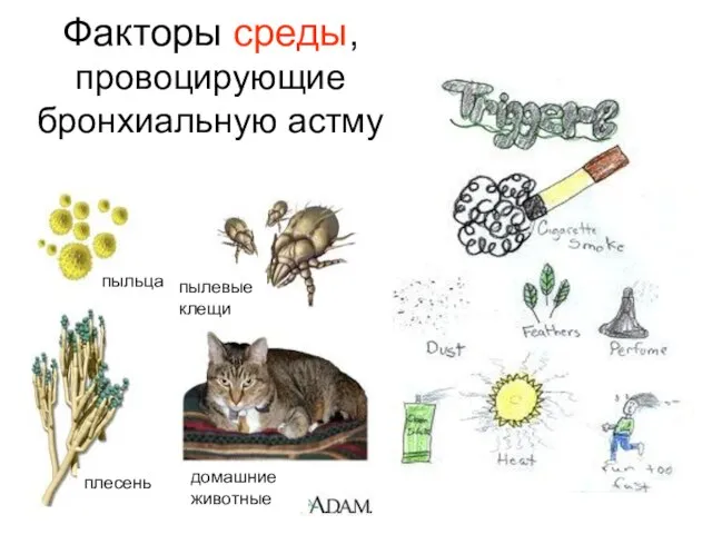 Факторы среды, провоцирующие бронхиальную астму пыльца плесень домашние животные пылевые клещи