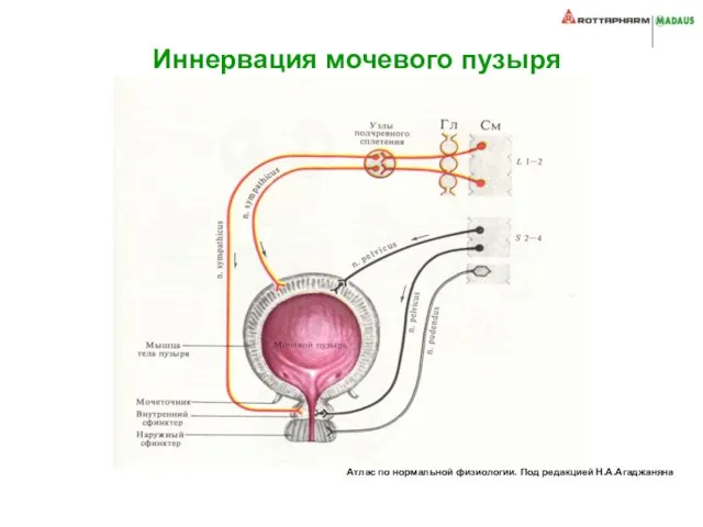 Иннервация мочевого пузыря Атлас по нормальной физиологии. Под редакцией Н.А.Агаджаняна